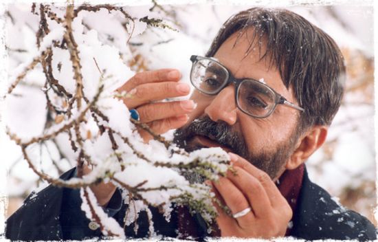 SÖĞÜT AĞACI